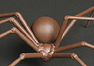 Link To Small Spider